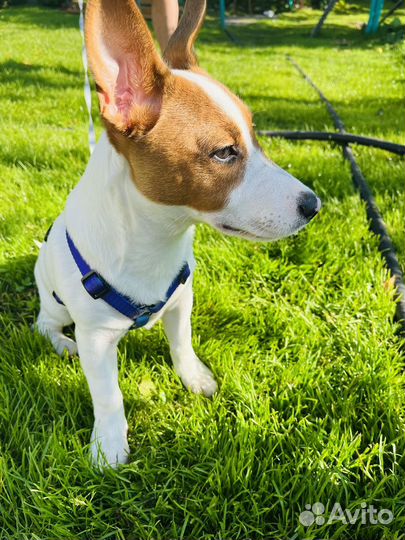 Щенок джек рассел терьер