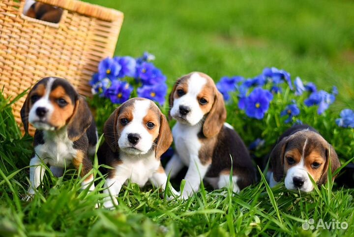 Бигли мальчики и девочки