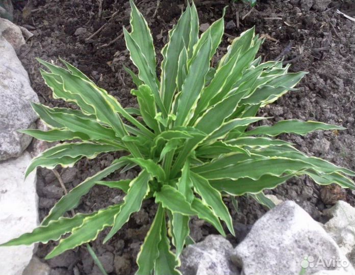 Хоста почтой