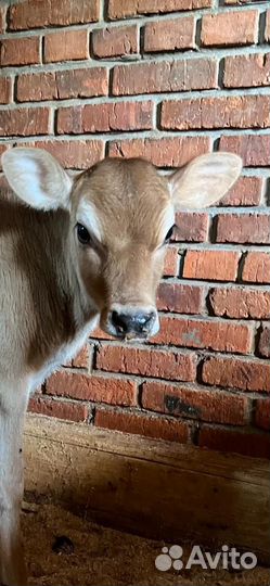 Телочка джерси чистопородная