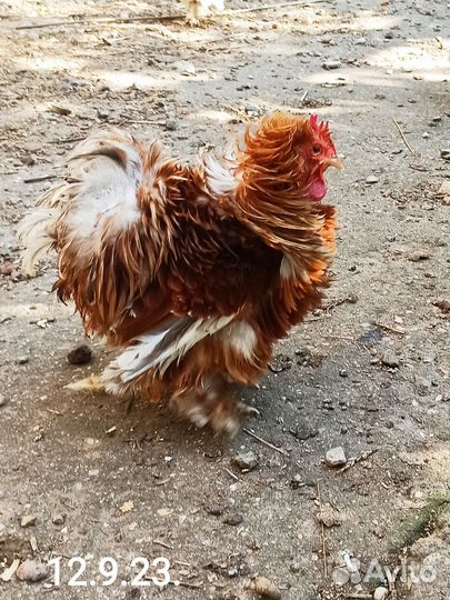 Карлик. петух Кох. Шёлк. Бентамки