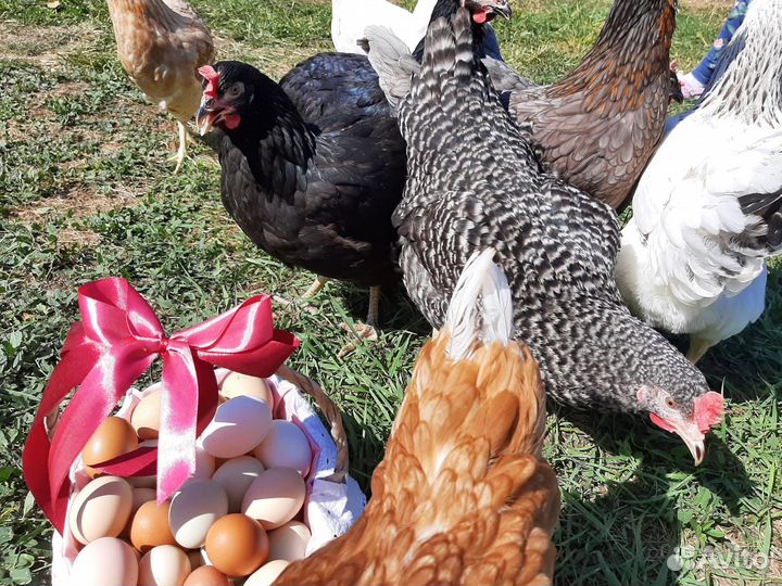 Куры несушки молодки