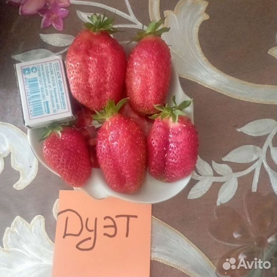 Рассада земляники садовой