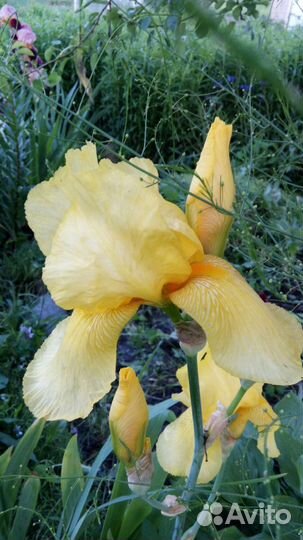 Ирисы бородатые