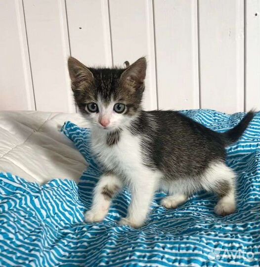 Котёнок с пятнышком в добрые руки