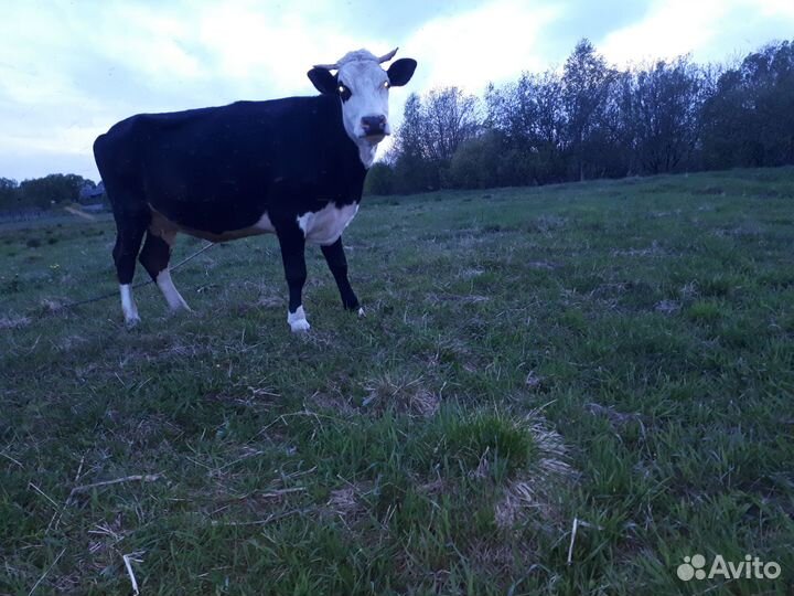Коровы дойные молочные