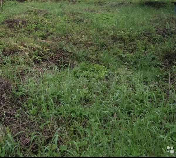 Участок 6,5 сот. (СНТ, ДНП)