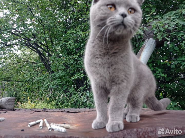 Британская кошечка