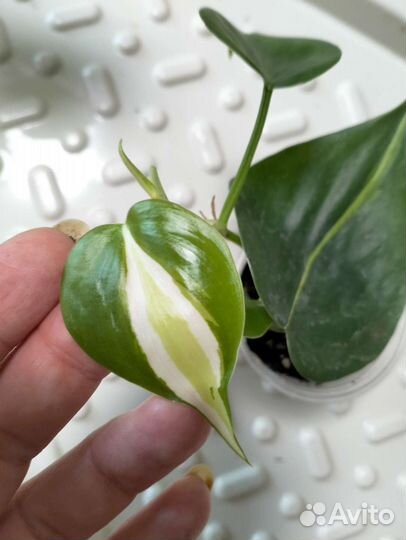 Растения по 300