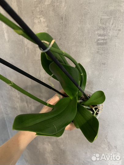 Орхидея бабочка