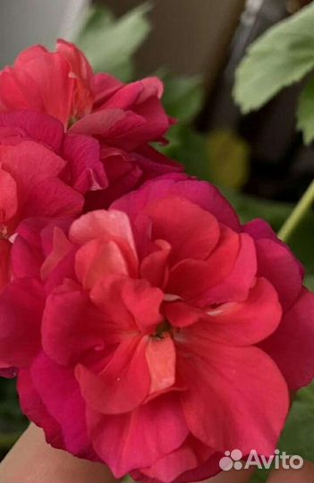 Сортовая пеларгония юв Византия