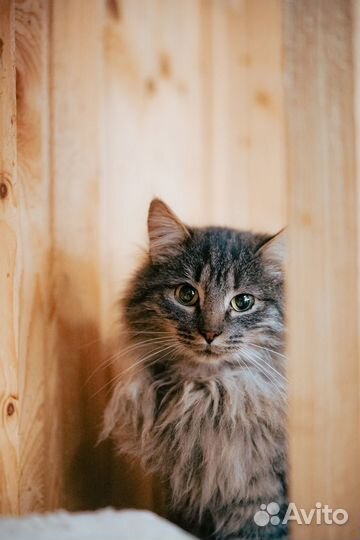 Кот Тюбик 3 года в добрые руки