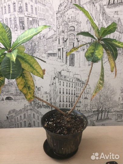 Кротон. Амаралис. Комнатные