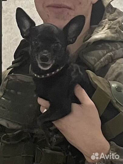 Пропала собака