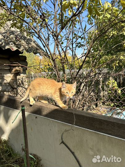 Котята кот кошка