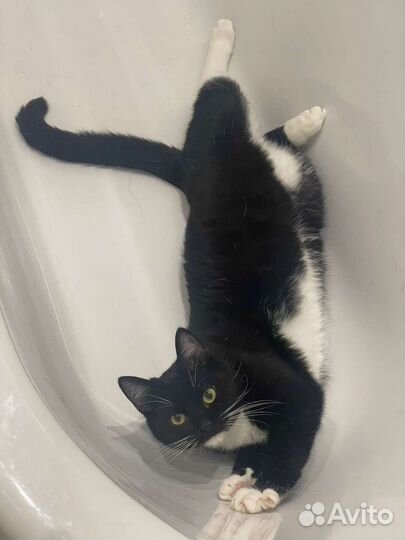 Кот Маркиз, 10 месяцев