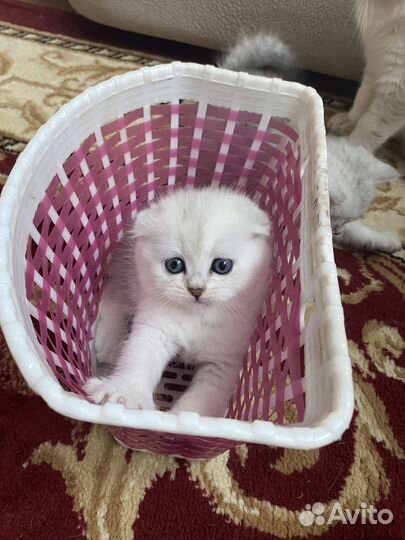 Британская серебристая шиншилла