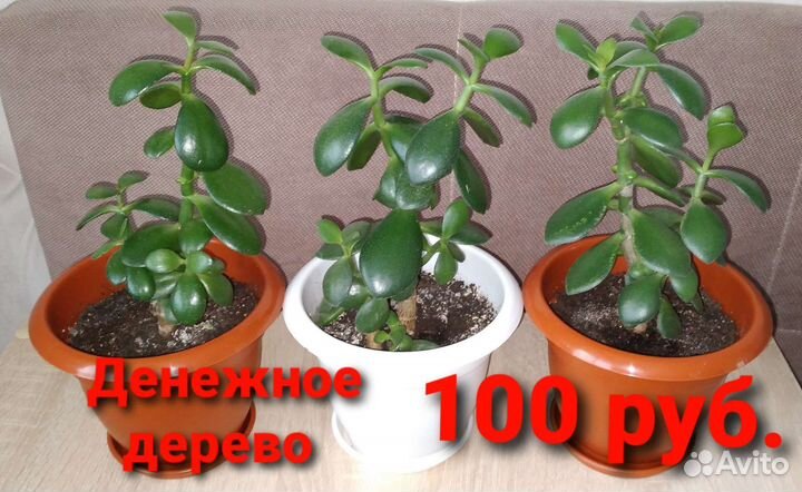 Денежное дерево