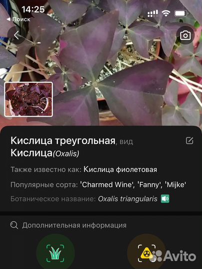 Ростки Кислицы треугольной,клевер счастья