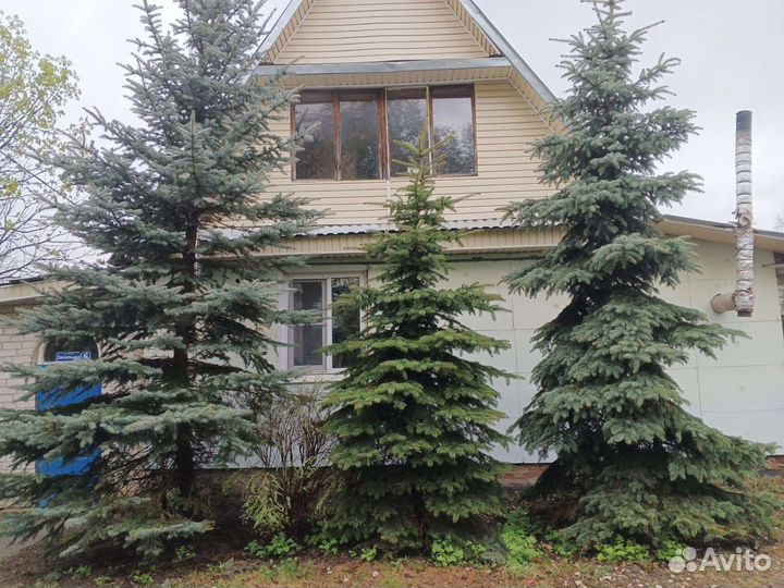 Елки живые большие