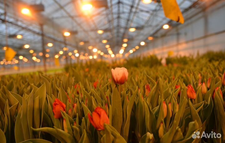 Тюльпаны срезка опт от теплицы