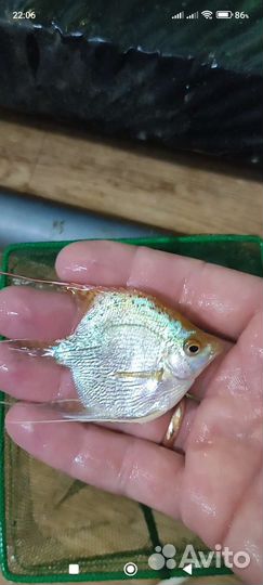 Продаются аквариумные рыбки