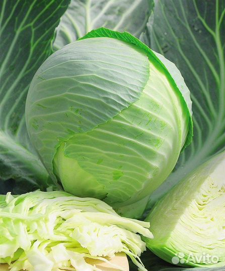 Капуста зимняя,цветная,брокколи рассада