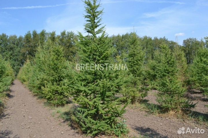 Лиственница европейская Larix decidua/200-220 см