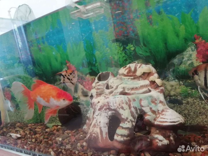 Аквариум