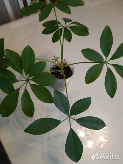 Комнатные цветы шефлера