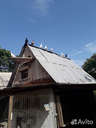 Голуби бакинцы классика, шейки, пёрые