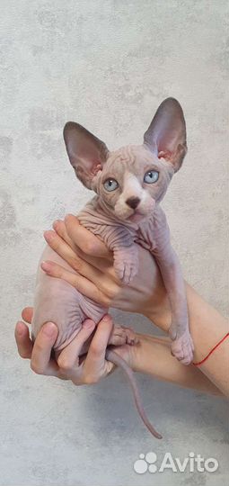 Канадский сфинкс котенок