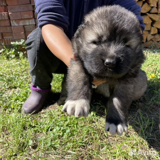 Кавказская овчарка