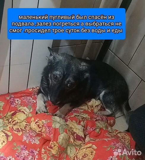 Маленький кобелек