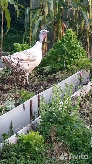 Индюки,семья,4 штуки