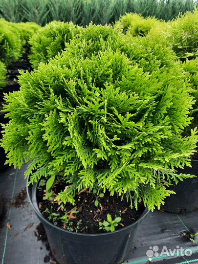 Туя шаровидная. Даника. Вудварди. Хозери. Тини Тим