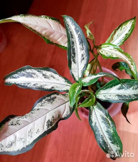 Сингониумы сортовые