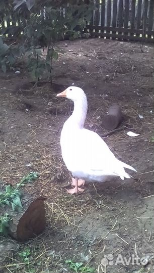 Продам гусят