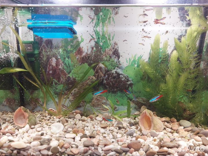 Аквариум