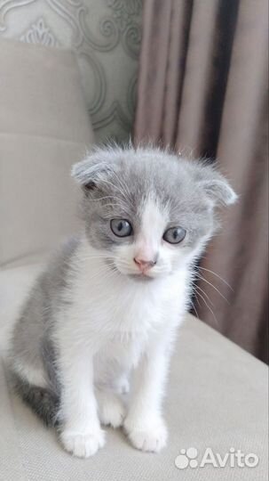 Шотландская