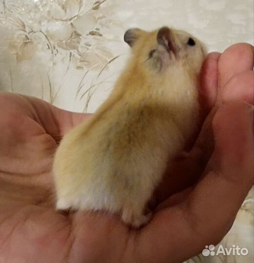 Джунгарские хомячки