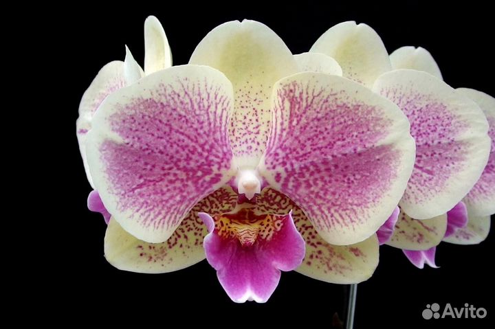 Орхидеи мини из частной коллекции