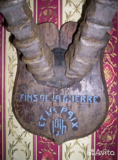 Рога сибирского козерога