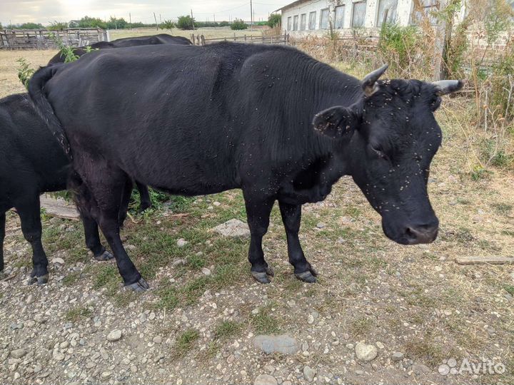 Коровы, телочки, телята