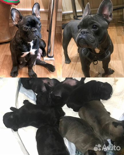 Французский бульдог щенки