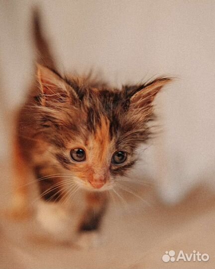 Котенок