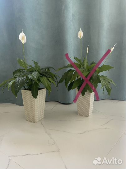 Спатифиллум Беллини