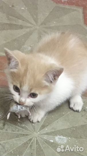 Котята в добрые руки даром
