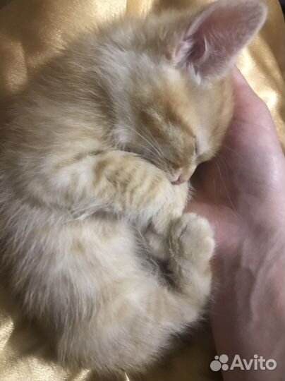 Рыжий котик, два месяца