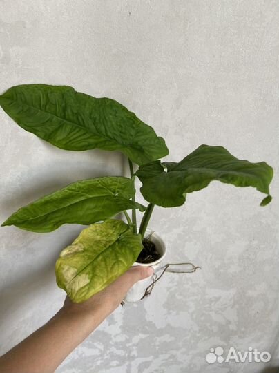 Сингониум Австралия